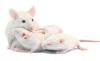 Mouse mom