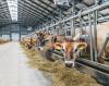 Jersey cows