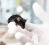 Lab mouse