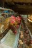 Laying hens