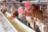 Laying hens