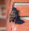 Little brown bat