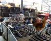 Poultry market