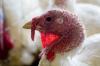 Lone turkey
