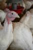Barn turkey