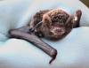 Long-fingered bat