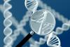 Magnified DNA