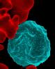 Malaria-infected red blood cell