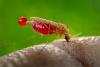 Malaria mosquito