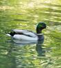 Mallard duck