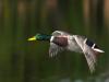 Mallard in flight