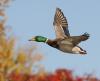 Mallard duck in flight