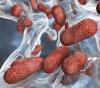 Multidrug-resistant bacteria superbugs