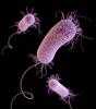MDR Pseudomonas aeruginosa