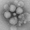 CDC electron microscope image of MERS-CoV