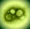 MERS virus