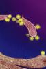 SARS-CoV-2 viruses under the microscope