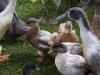 Mixed duck flock