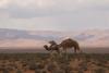 Camels