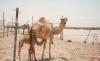 mom and baby camel
