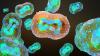 monkeypox 3D