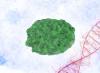 Monkeypox virus illustration
