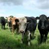 Cattle herd