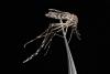 Mosquito