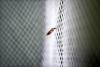 Mosquito on bed net