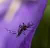 Mosquito on purple flower