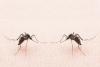 mosquito duo
