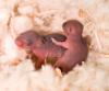 Baby mice