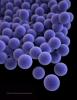 MRSA
