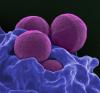 MRSA bacteria