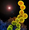MRSA bacteria