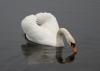 Mute swan