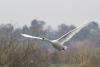Mute swan in flight