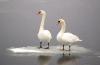 Mute swans