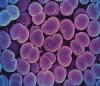 Neisseria gonorrhoeae, gonorrhea bacteria