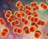Neisseria gonorrhoeae bacteria