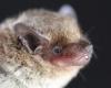 Neoromicia cf. zuluensis bat