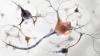 Neurons