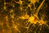 Neurons
