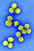 SARS-Cov-2 viruses under microscope