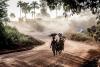 Guinea roadway