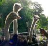 Ostrich farm