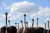 Ostriches