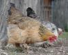 Two backyard chickens