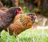 Pair of chickens in grass