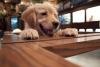 Pet store puppy